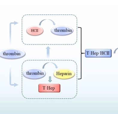 Everything to Know About Heparin – The Crucial Anticoagulant