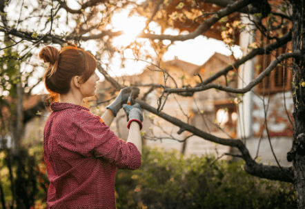 When is the best time to trim trees in Nixa, MO?